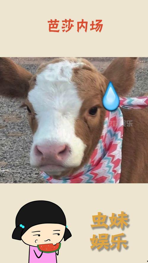 娱乐吃瓜酱图片高清大图